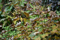 K01_9140