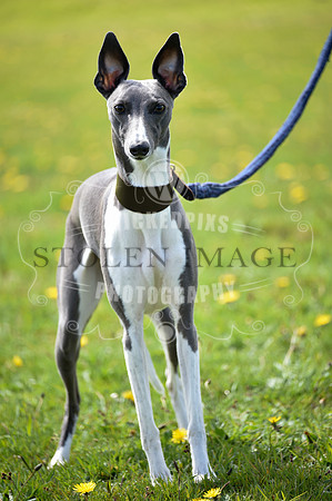 BE0_1458-528