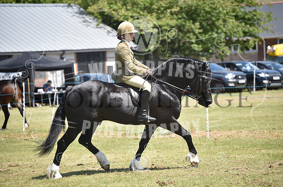 WPCS Bronze medal show-590