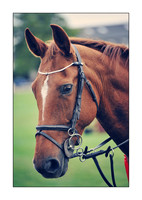 Equestrian work